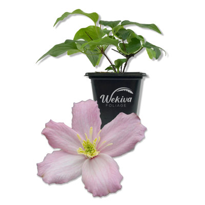 Clematis Montana Elizabeth - Live Starter Plant in a 2 Inch Growers Pot - Starter Plants Ready for The Garden - Rare Clematis for Collectors