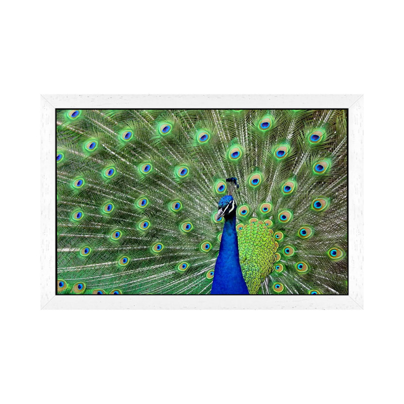 Peacock Feathers - Floater Frame Print on Canvas, White, 66.04 cm H x 45.72 cm W