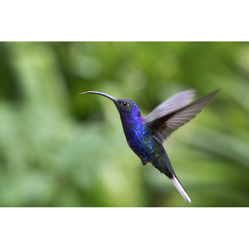 Violet Sabrewing Hummingbird Flying With Tongue Out by Mark Kostich - No Frame Print on Canvas, 20cm H x 30cm W