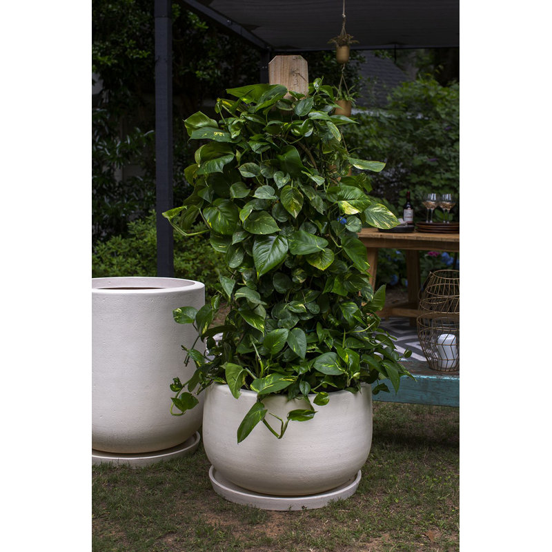 Pot à fleurs Cailie, H 17 po x l 24,5 po x P 24,5 po