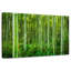 Bambou Alvord Jungle-111960997