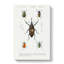 Weevil Beetle Illustrations by Charles D' Orbigny - Wrapped Canvas Painting-55305506