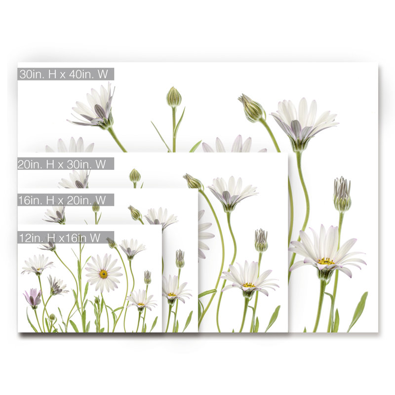 « cape marguerites »-impression sur toile tendue, H 12 po x l 16 po x P 1,5 po