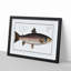 Brown Trout Fish by M.E. Bloch - Picture Frame Art Print-55681112-55681117