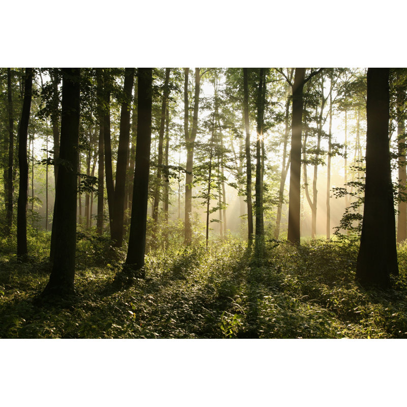 Deciduous Forest At Dawn - Wrapped Canvas Print, 30cm H x 46cm W x 3.8cm D