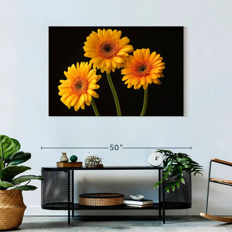 Trois marguerites Harnek sur fond sombre, H 30 po x l 45 po