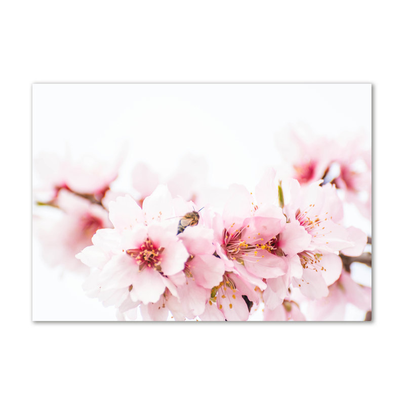 Cherry Blossoms - Wrapped Canvas Print