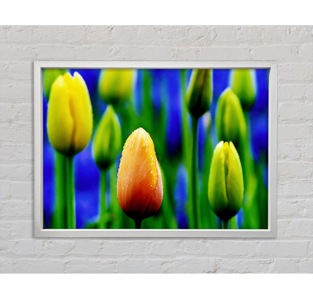 Gelbe Tulpen in einem blauen Feld - Einzelner Bilderrahmen Kunstdrucke auf Leinwand