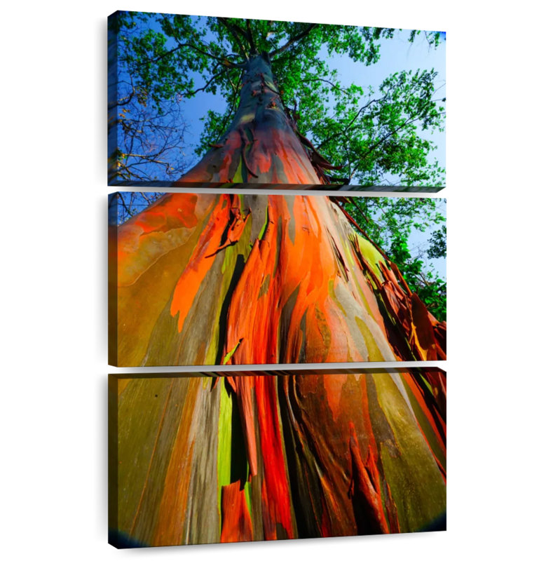 Harnek Rainforest Rainbow Eucalyptus