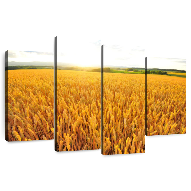 Champ de blé Alvord Hokkaido, H 54 po x l 84 po