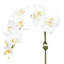 Orchid Arrangement In Square Glass Vase-460345640