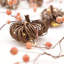 Citrouilles en rotin Nature - Guirlande d'automne de 30 pi avec 30 lumières à DEL et charmantes décorations de l'Action de grâce avec télécommande