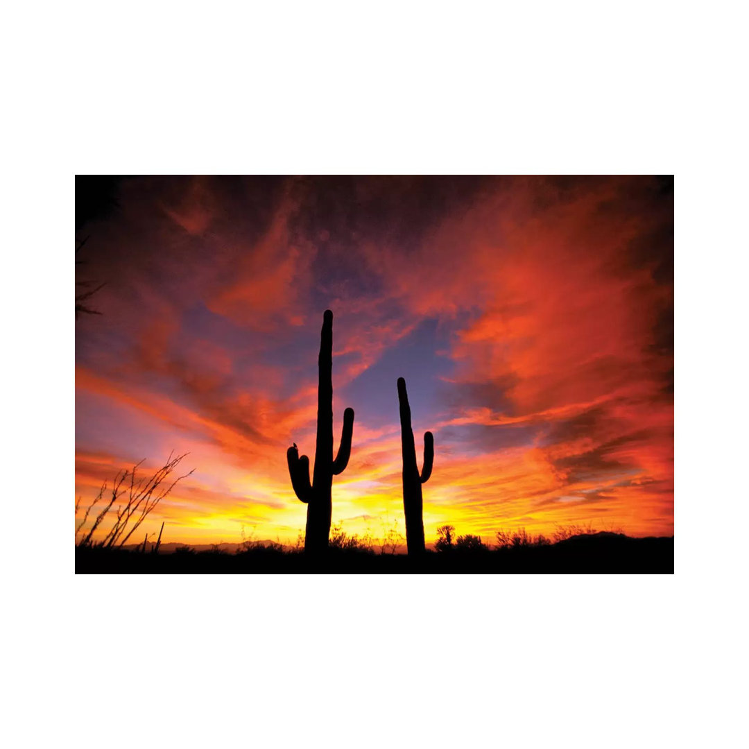 A Pair Of Saguaro Cacti At Sunset, Sonoran Desert, Arizona, Usa by Marilyn Parver - Wrapped Canvas Print