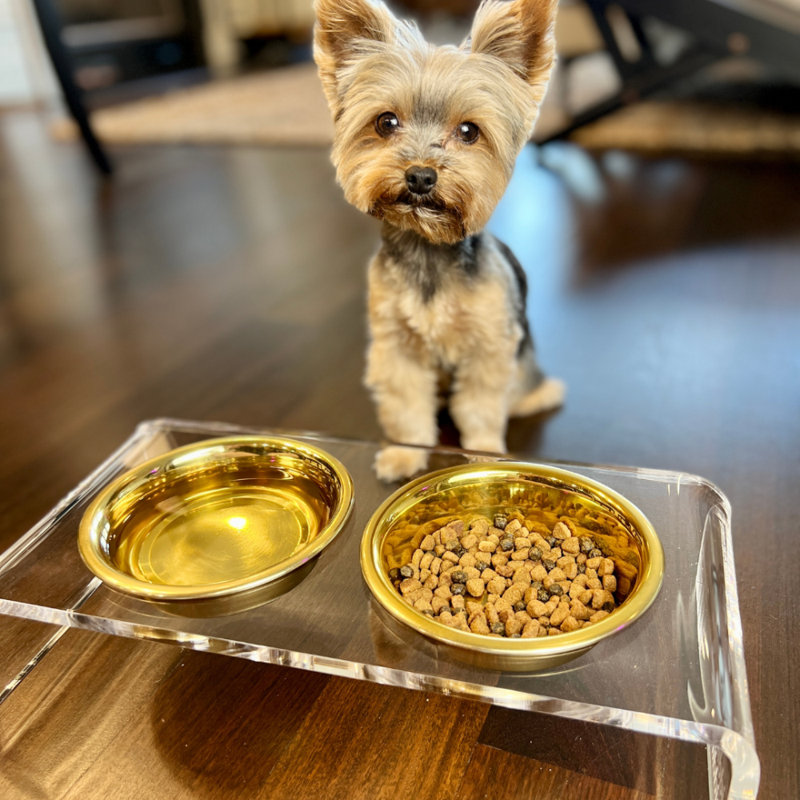 Small Clear Elevated Feeder with Gold Bowls, 3.5 cups, Gold