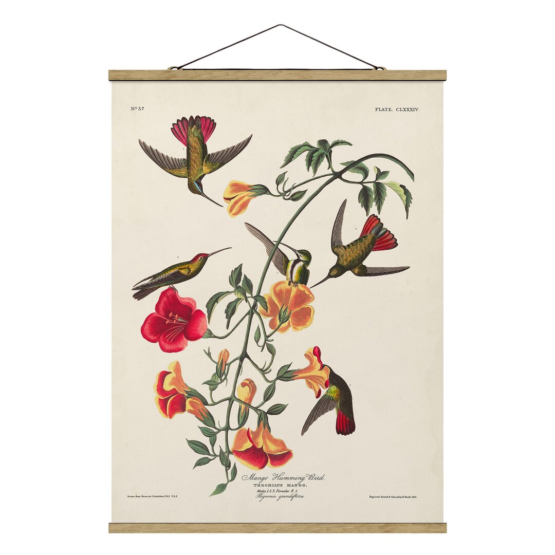 Stoffbild Vintage Bildungstafel Mango Hummingbirds