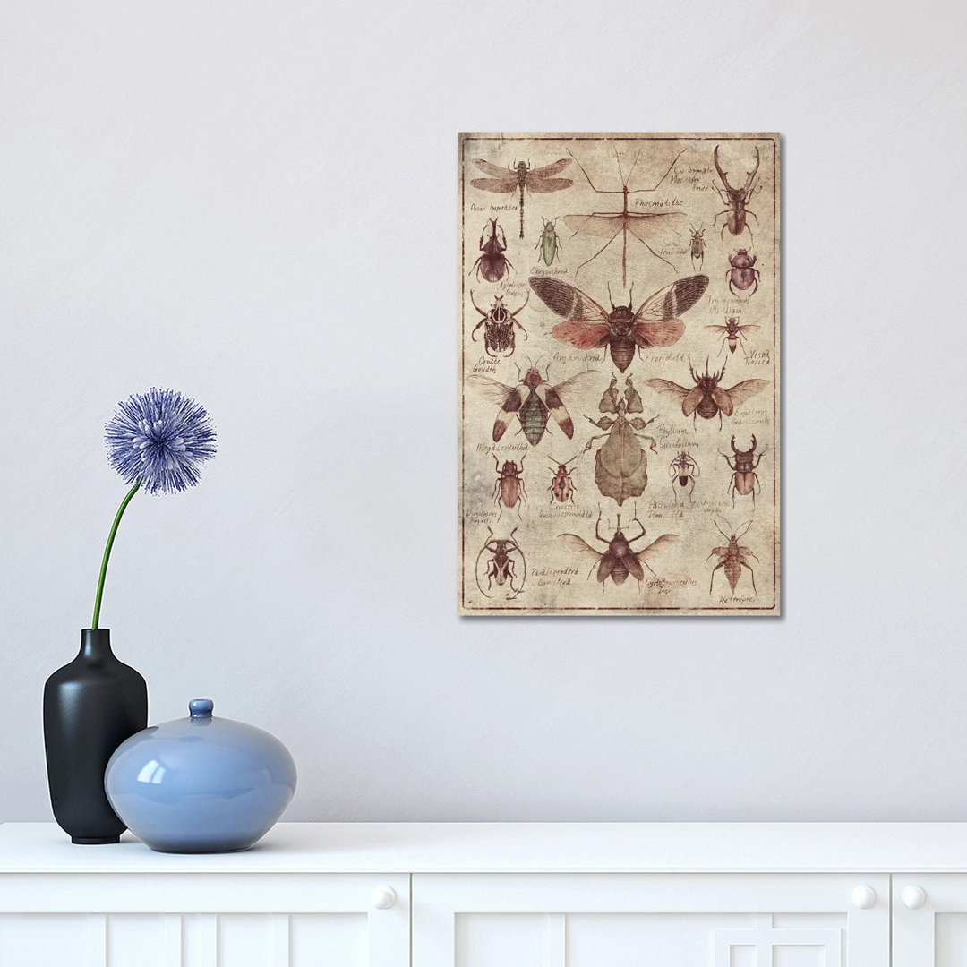 Leinwandbild Vintage Insects von Mike Koubou