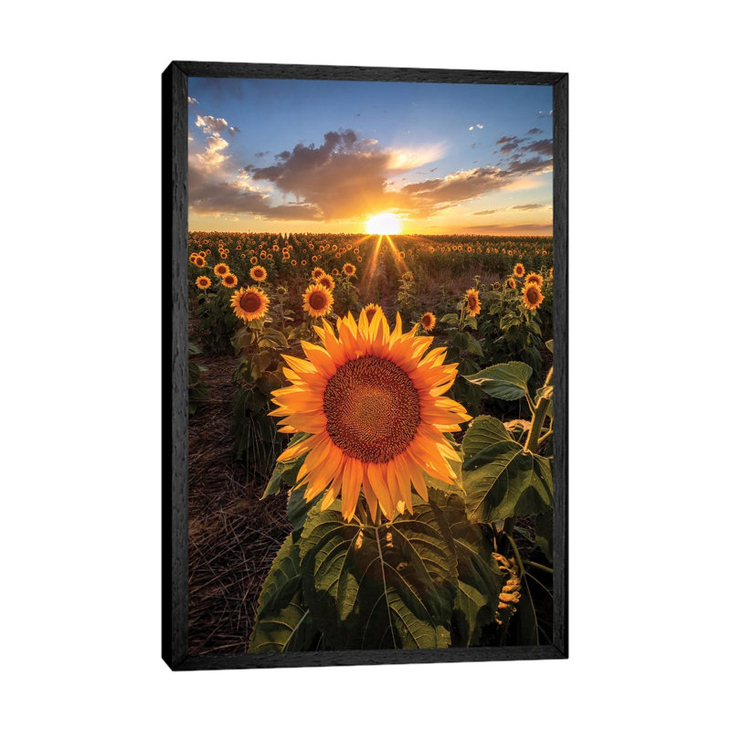 Sunset Sky Over Sunset Flower Field In Colorado by Daniel Forster - Gallery-Wrapped Canvas Giclée on Canvas, Black