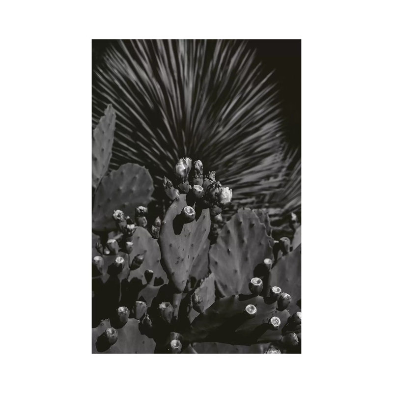 Monochrome Cactus by Bethany Young - Print on Canvas, 101.6cm H x 66.04cm W x 3.81cm D, Wrapped Canvas