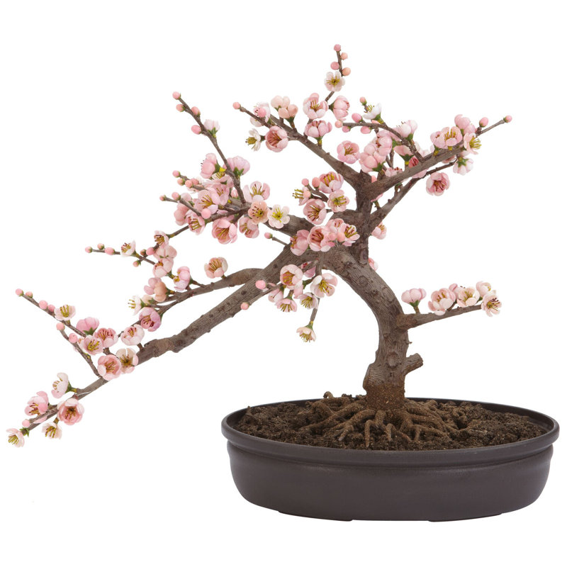  Cherry Blossom Bonsai Silk Tree