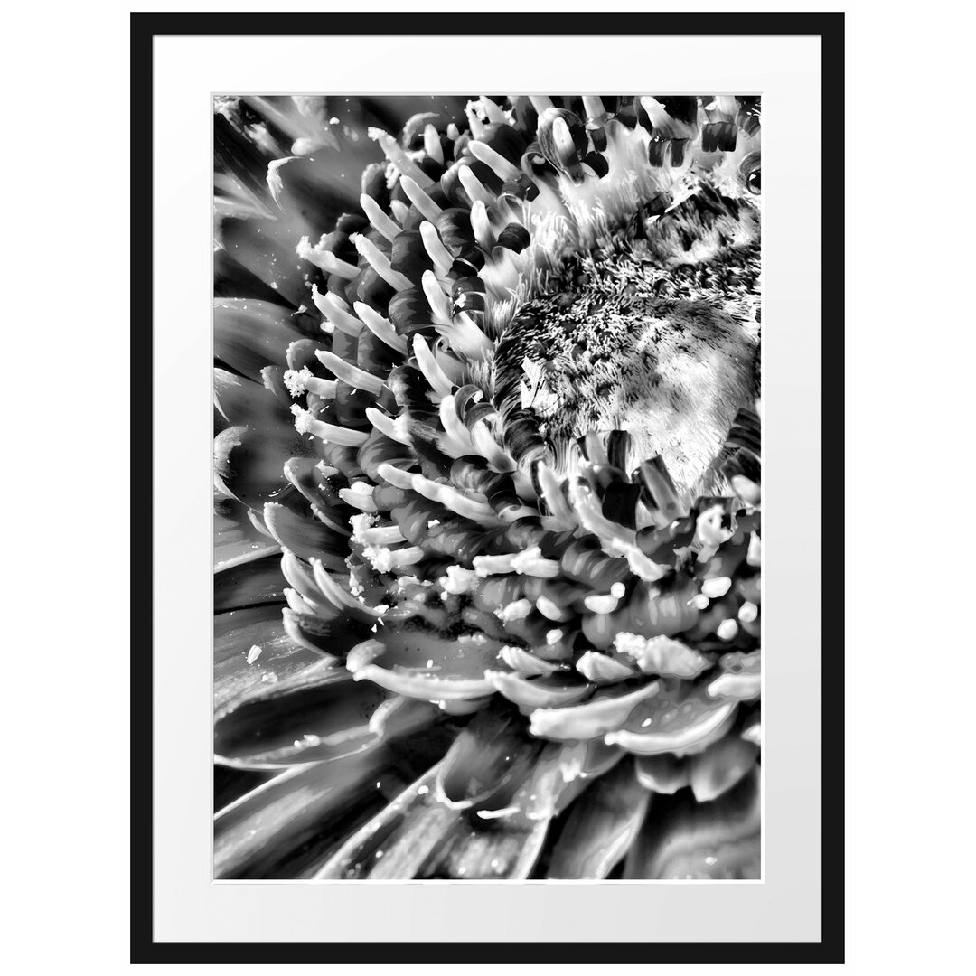 Gerahmtes Poster Gerbera Gras Blumen