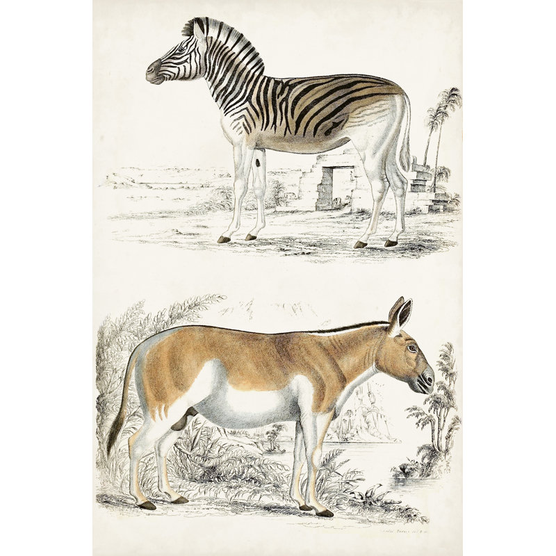 Journal Of Natural History V by Georges Cuvier - Wrapped Canvas Print, 46cm H x 30cm W x 3.8cm D