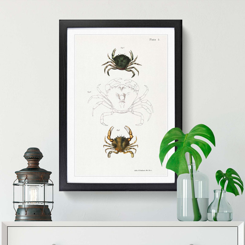 Crab Illustrations PL. 5 by J.E. De Kay - Picture Frame Painting Print, Black Framed, 48cm H x 36cm W x 2cm D