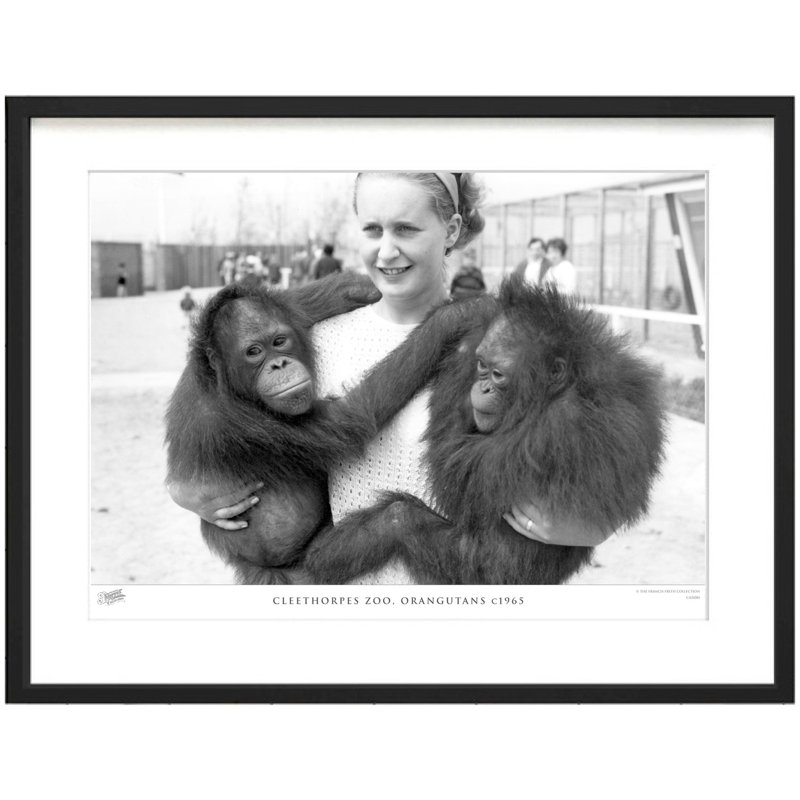 Cleethorpes Zoo, Orangutans C1965 by Francis Frith - Single Picture Frame Print, 60cm H x 80cm W x 2.3cm D