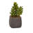 6'' Faux Succulent Plant in Ceramic Planter