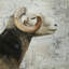 Toile rustique animaux de la ferme Aries | Décoration intérieure encadrée-119861747