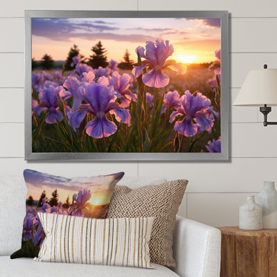 " Purple Irises Field With Sunset II "