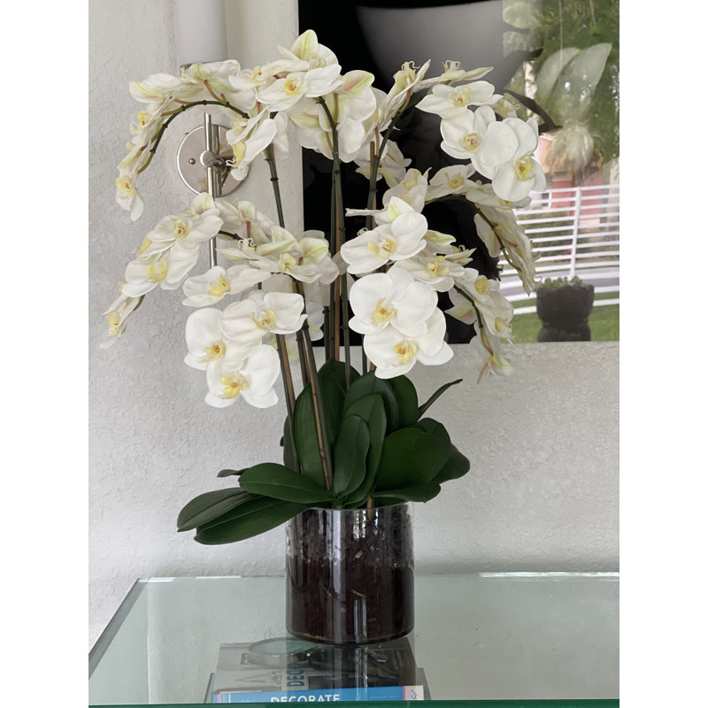Blooming Orchid in Vase, White