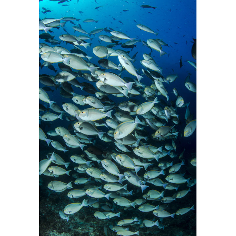 Fish World by Atese - Wrapped Canvas Print, 91cm H x 61cm W x 3.8cm D