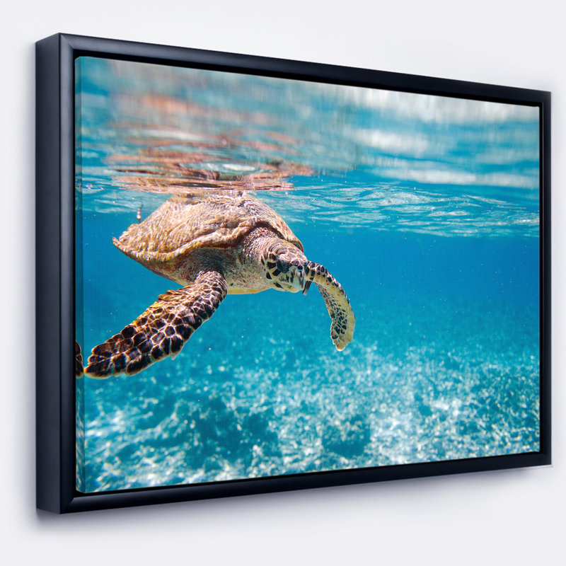 Paysage, grande tortue de mer, photographie sur toile - tortue de mer Hawksbill, H 12 po x l 20 po x P 1 po, Cadre flottant