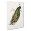 Indian Peacock by Charles D' Orbigny - Wrapped Canvas Painting-55313052