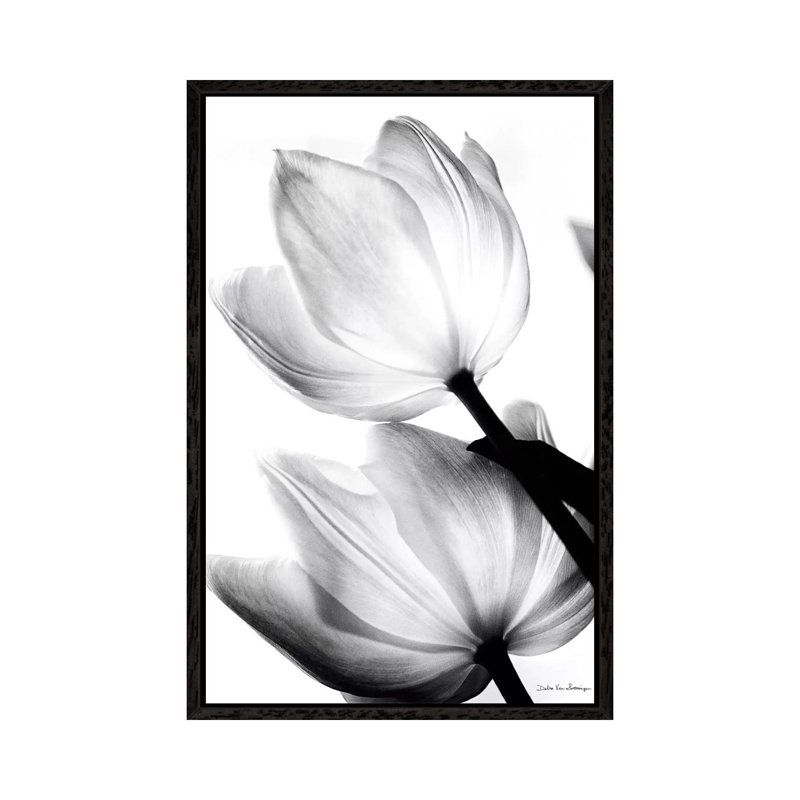Translucent Tulips II by Debra Van Swearingen - Wrapped Canvas Print, 101.6 cm H x 66.04 cm W, Black Floater Framed