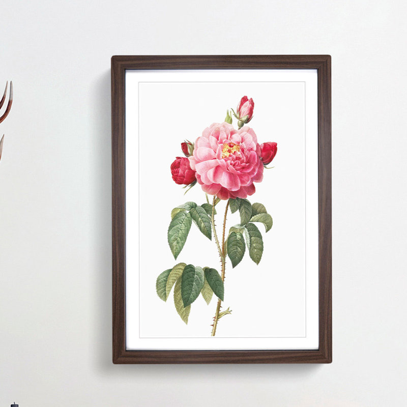 Gallic Rose in Pink by Pierre-Joseph Redoute - Framed Print, Walnut Framed, 48cm H x 36cm W x 2cm D