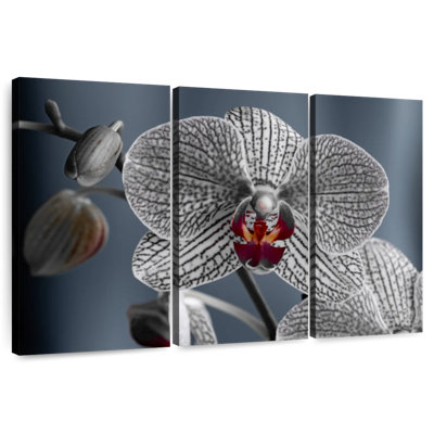 Orchidée blanche Harnek