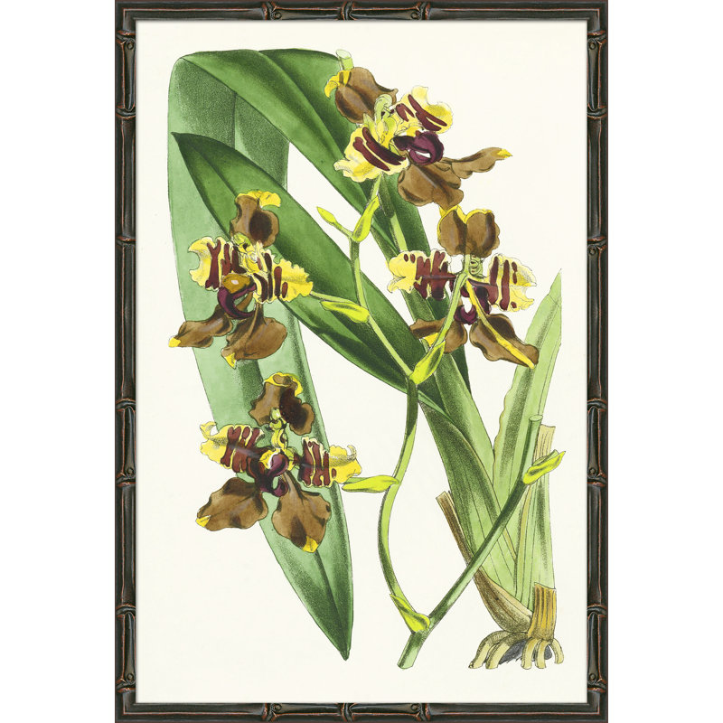 Yellow Orchids Giclee Print by Soicher Marin Archives