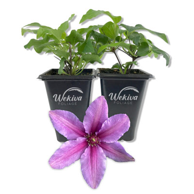 Clematis Tumaini - 4 Live Starter Plants Growers Pots - Starter Plants Ready for The Garden - Rare Clematis for Collectors