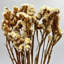 Bundle of 4 Dried Preserved Myosotis Forget-Me-Nots Bouquets 21"-111078519
