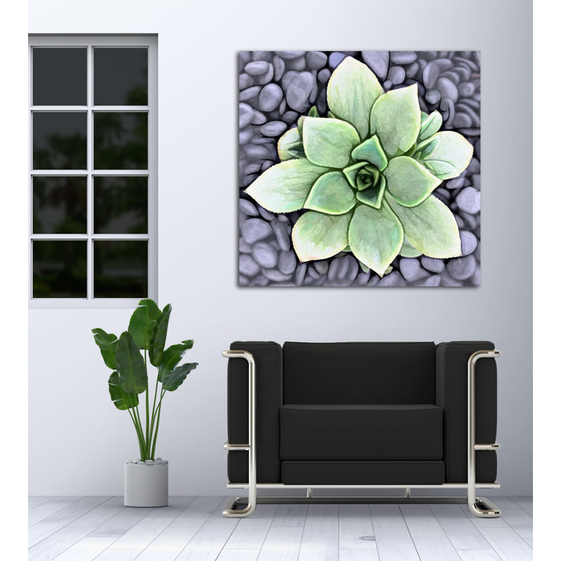" Aeonium Haworthii Pinwheel ", 8" H x 8" W x 1.5" D