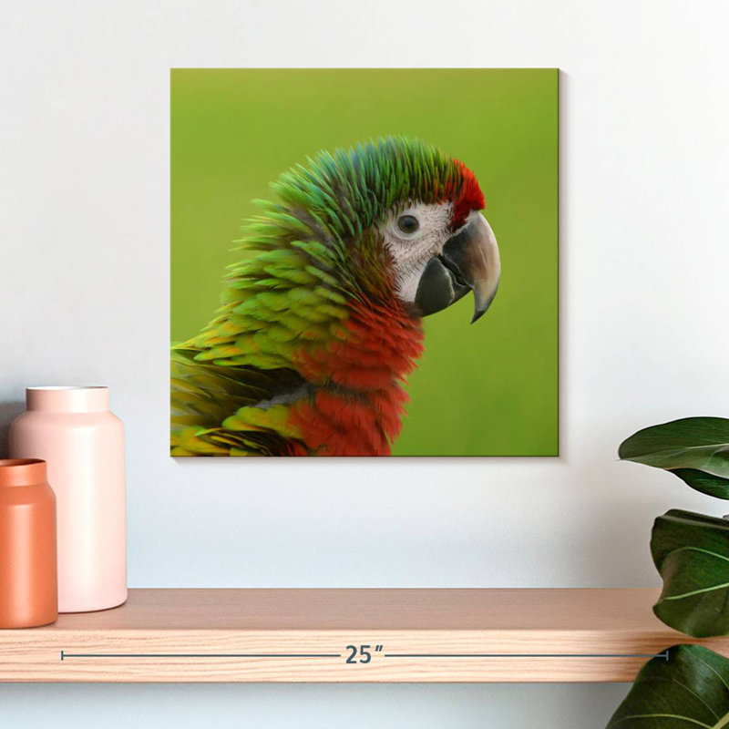 Brampt Macaw Bird Head, 16" H x 16" W