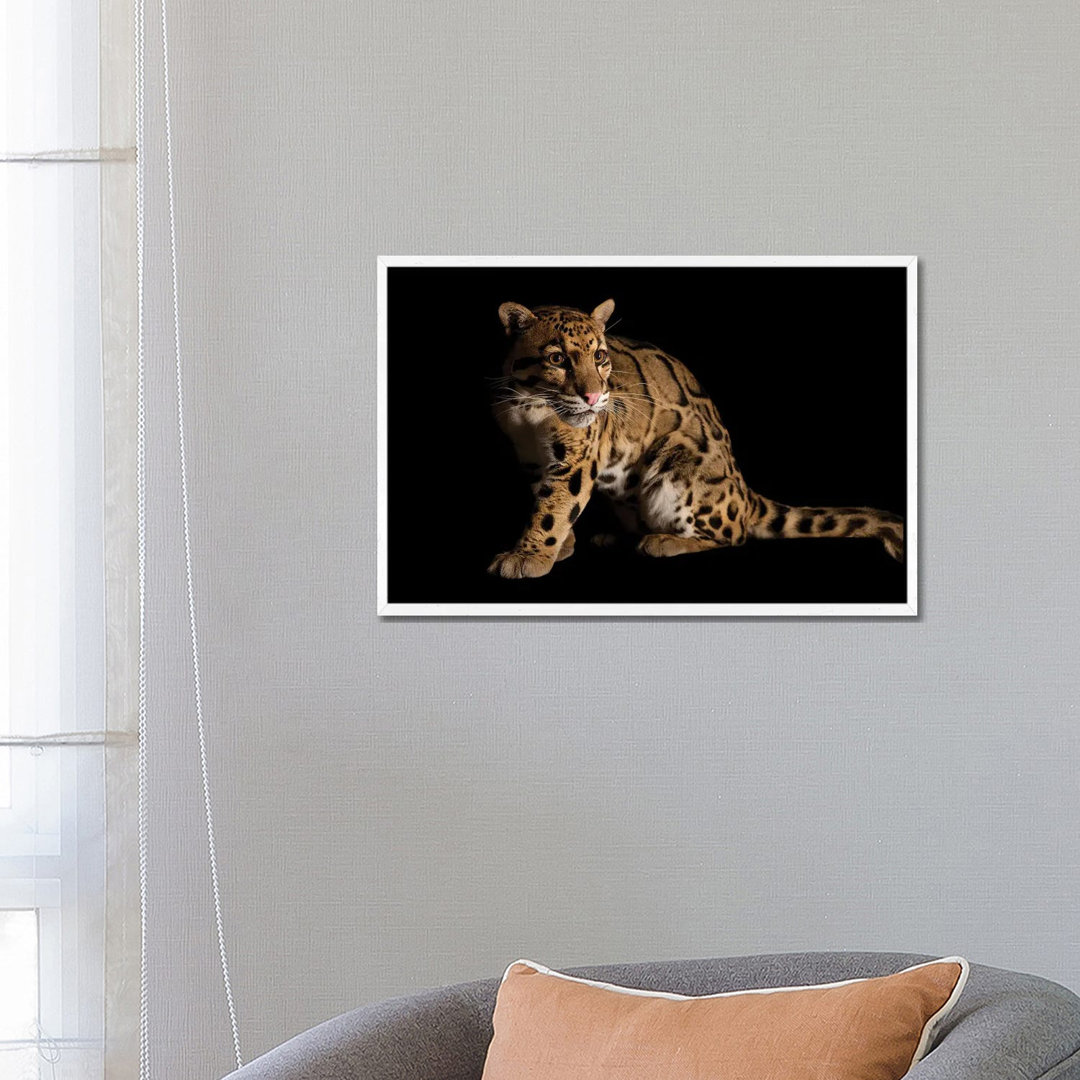 A Vulnerable And Federally Endangered Clouded Leopard At The Houston Zoo II von Joel Sartore - Gallery-Wrapped Canvas Gi...