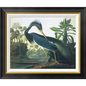 Maywood Louisiana Heron by John James Audubon - Picture Frame Print on Canvas