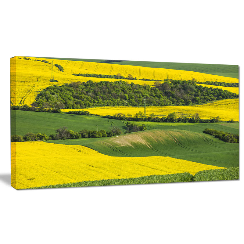 « colza et blé vert », reproduction de photo sur toile tendue, H 16 po x l 32 po x P 1 po