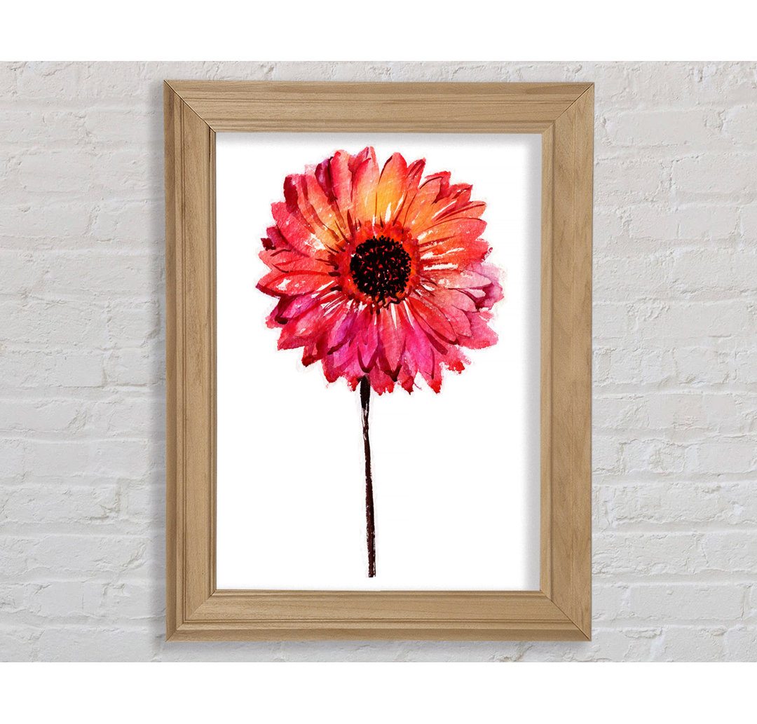 Gerbera Pinks - Druck