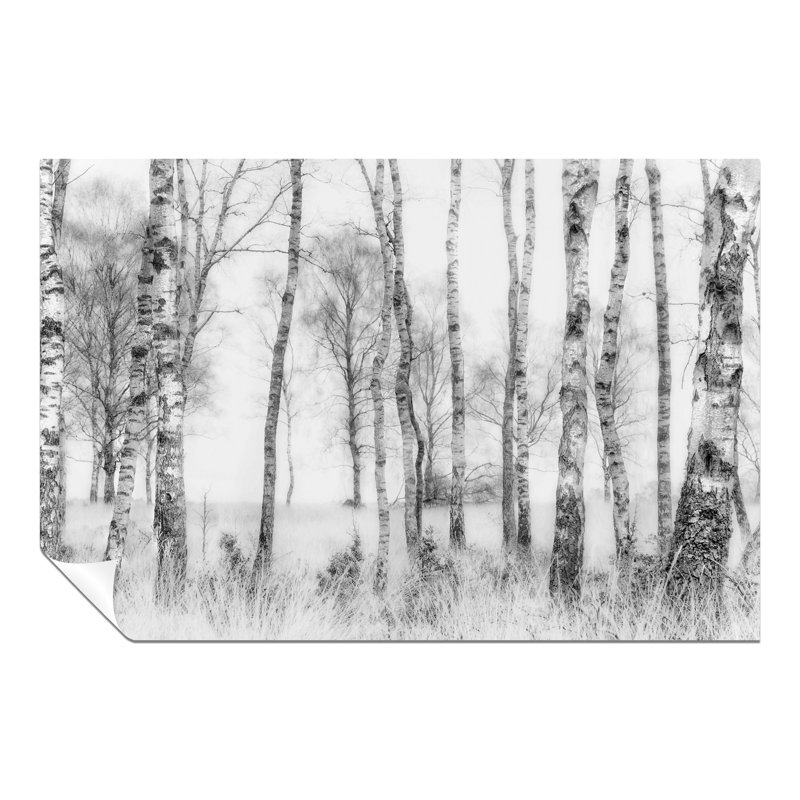 Old Birch Tree Trunks In Winter - No Frame Print, 20cm H x 31cm W x 0.5cm D