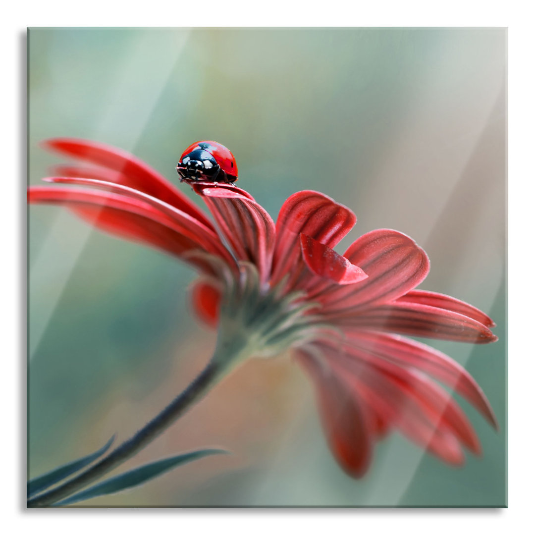 Glasbild Marienkäfer auf roter Blüte Nahaufnahme