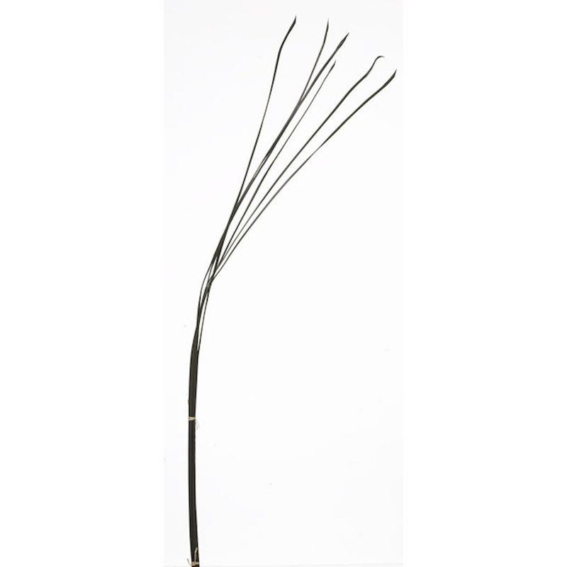 Jet d’herbe, Brun