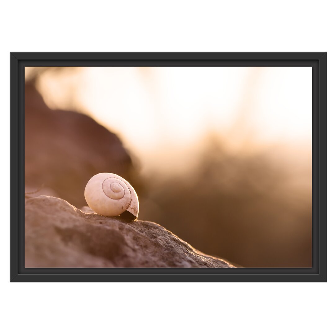 Gerahmtes Wandbild kleine Schnecke auf Stein